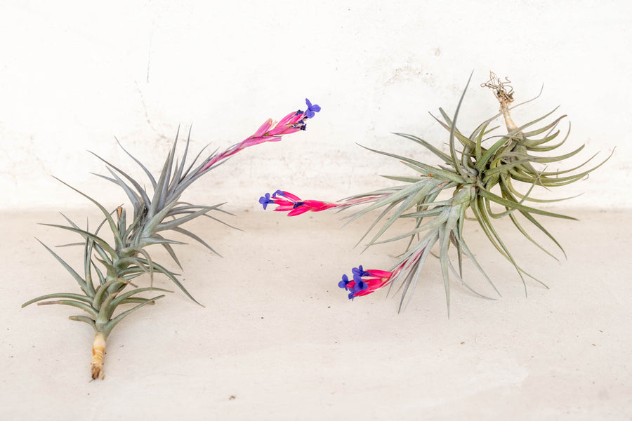 blooming tillandsia jonesii single and clump air plants