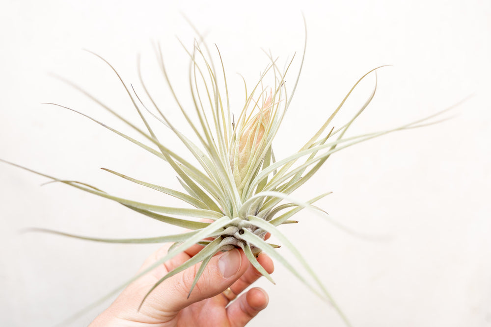 tillandsia oaxacana air plant