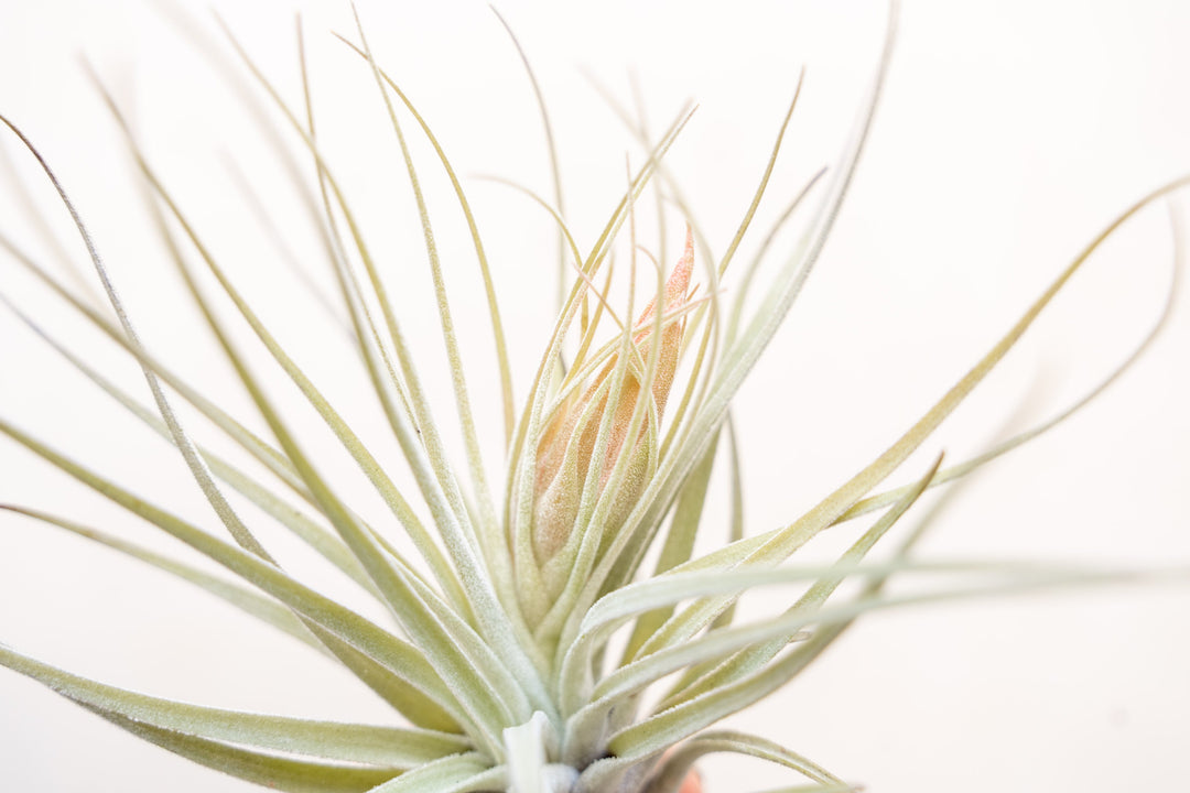 close up of tillandsia oaxacana bloom