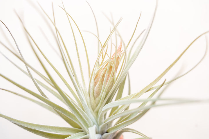 close up of tillandsia oaxacana bloom