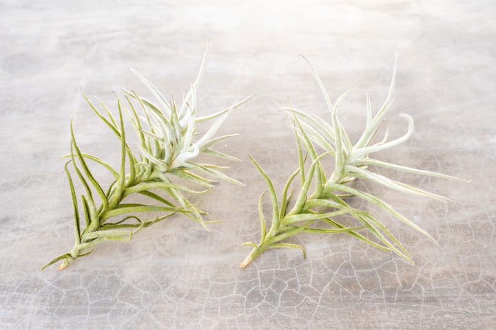 tillandsia paleacea air plant