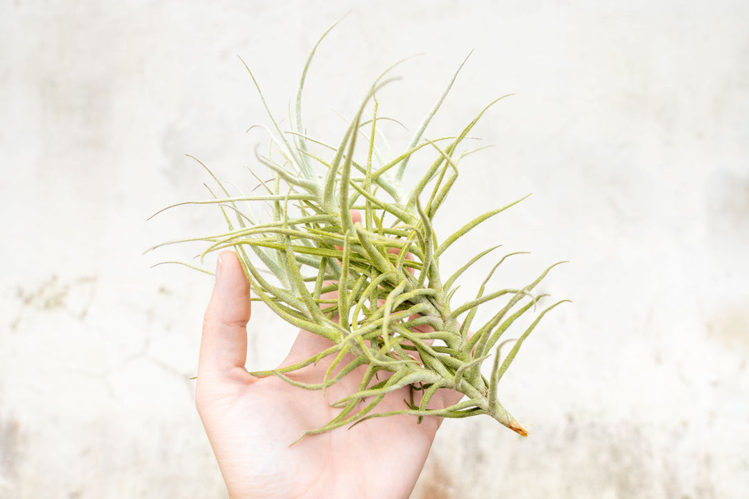 tillandsia paleacea air plant clump