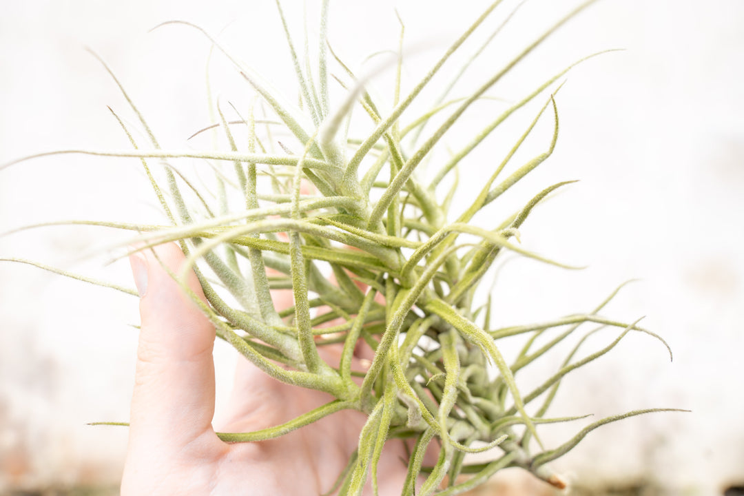 tillandsia paleacea air plant clump