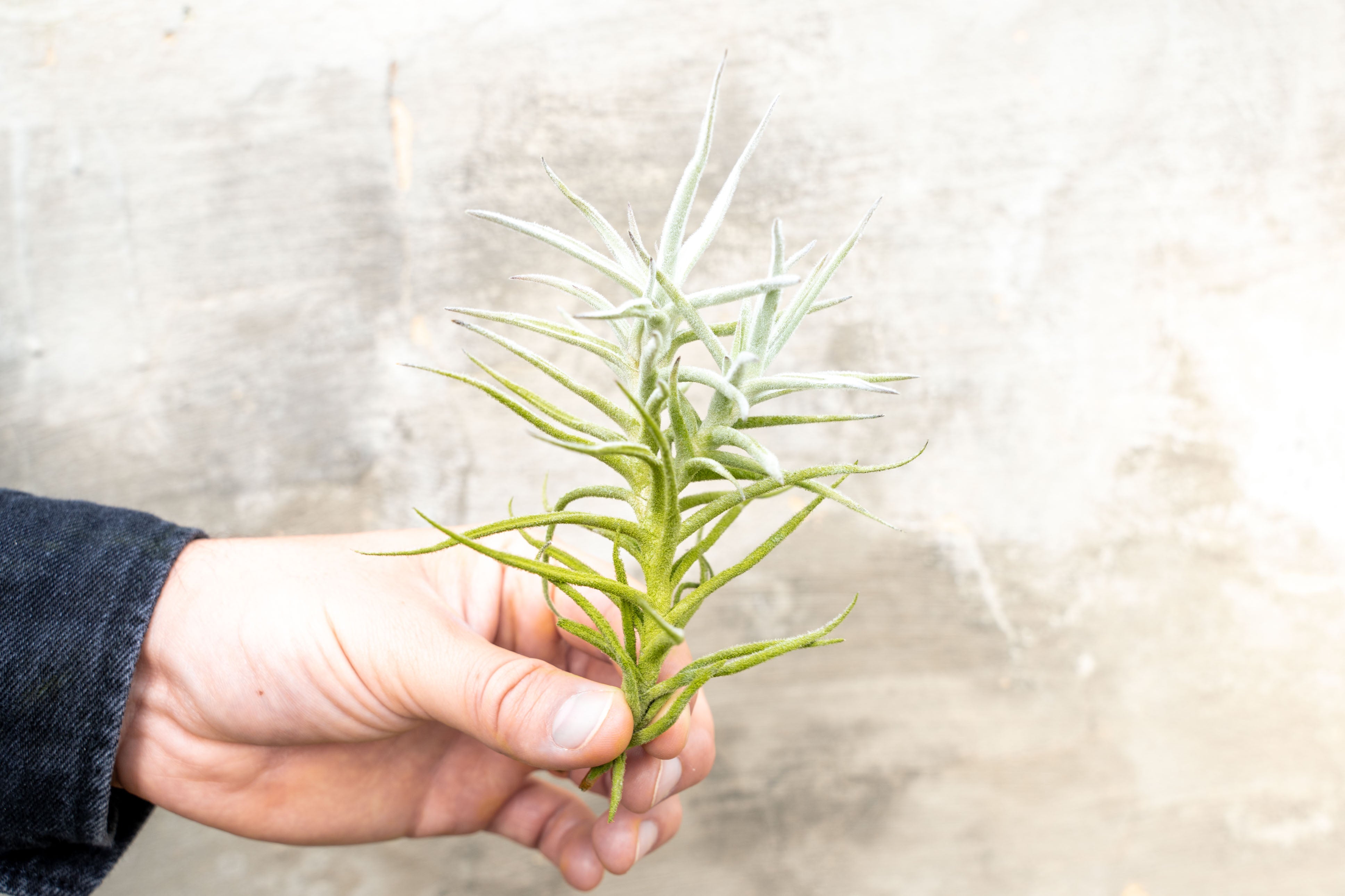 Tillandsia Paleacea Air Plants - Single and Clumping Forms – Air