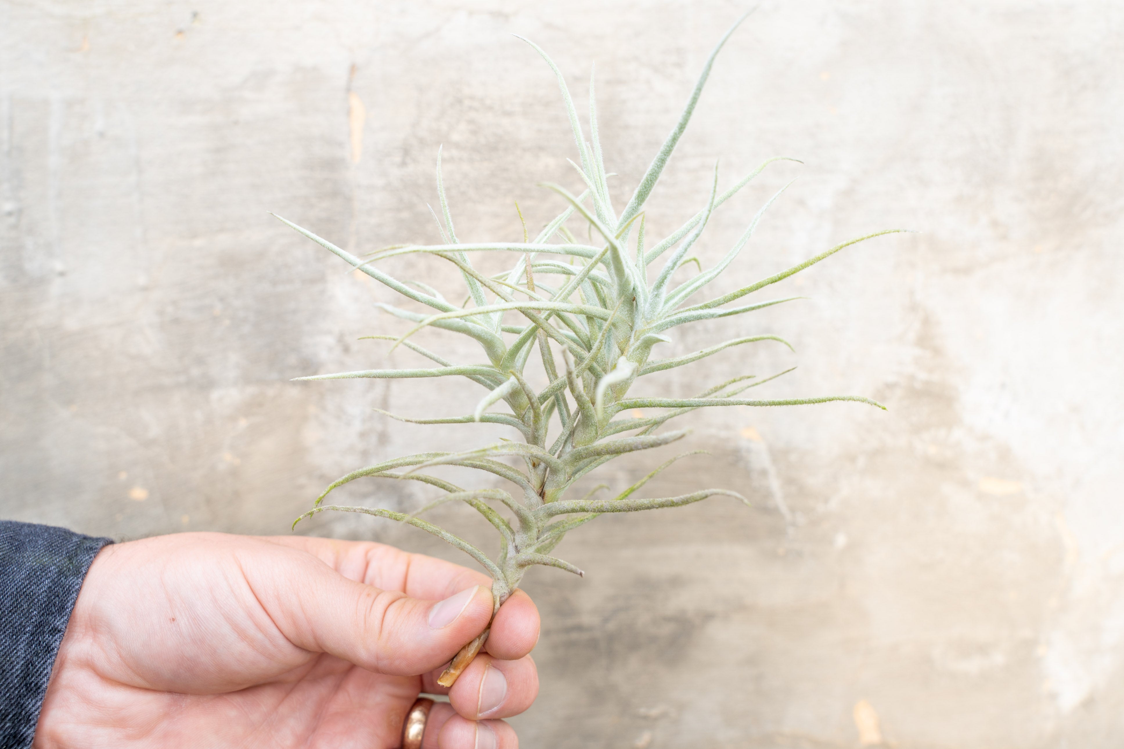 Wholesale Tillandsia Paleacea Air Plants, Singles and Clumps Air