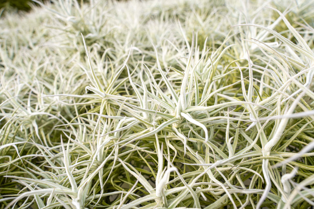 hundreds of tillandsia paleacea air plants on a shelf at the farm