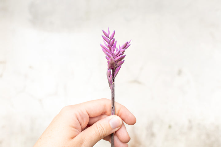 purple bloom stalk of a tillandsia purperea air plant