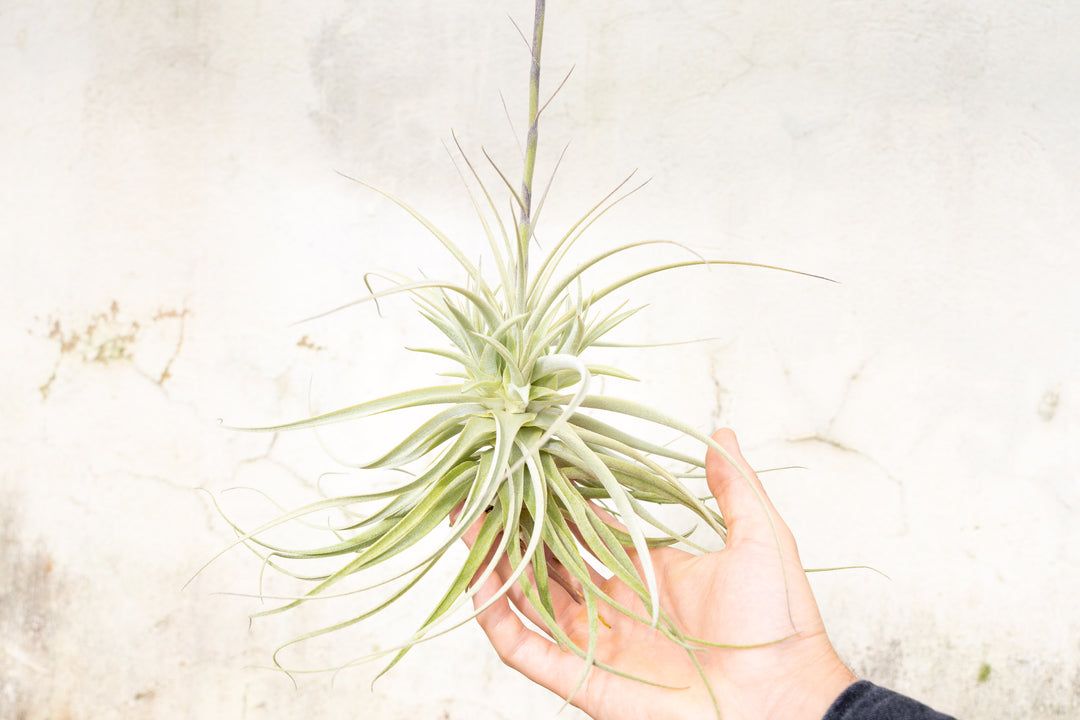tillandsia purpurea air plant