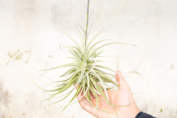 tillandsia purpurea air plant