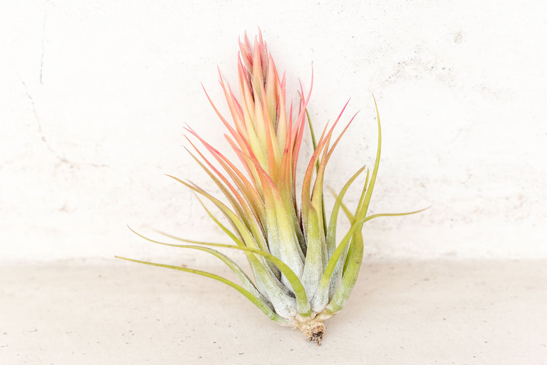 blooming tillandsia ionantha scaposa air plant