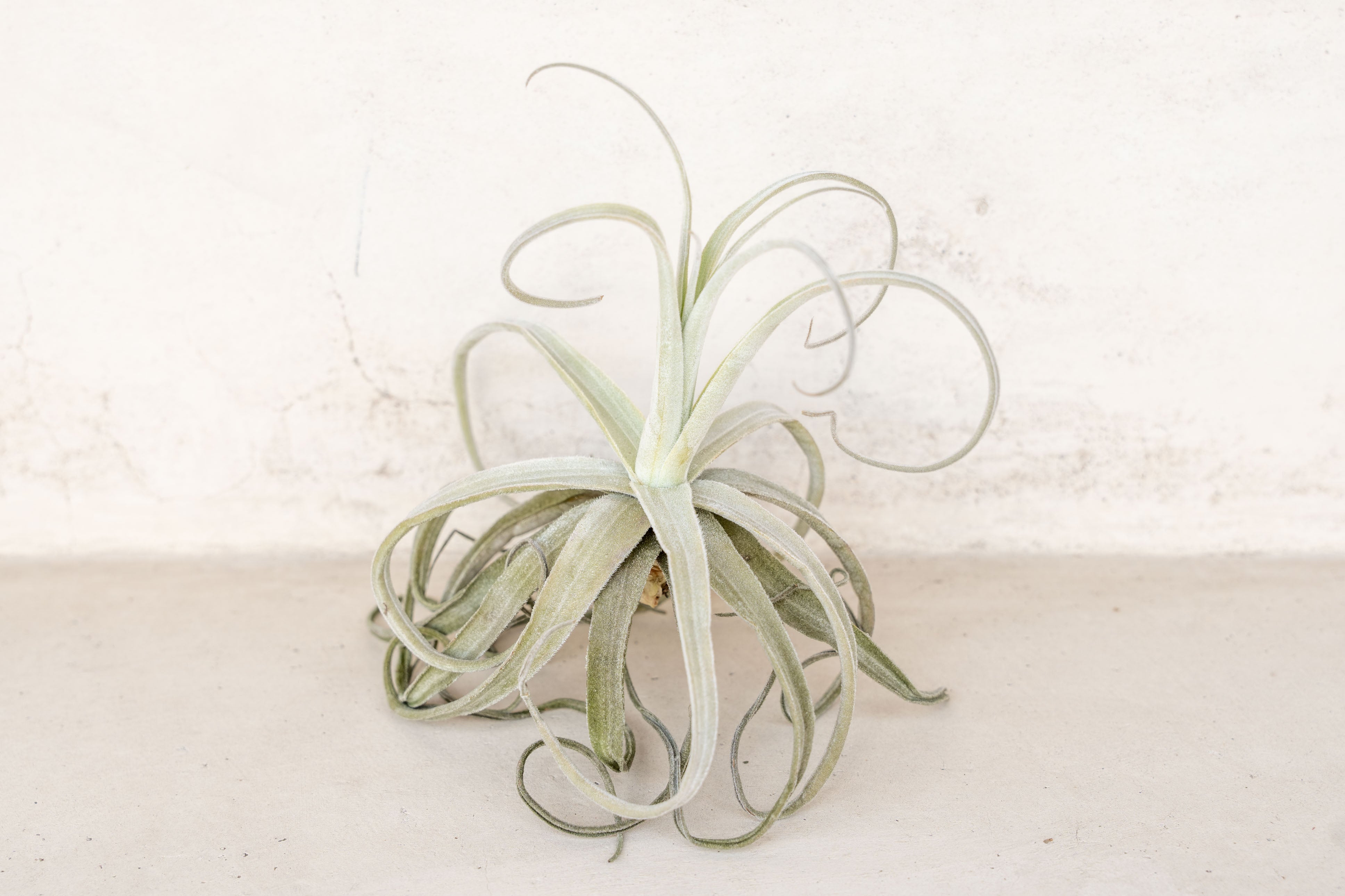 streptocarpa air plant Tillandsia Streptocarpa Air Plants