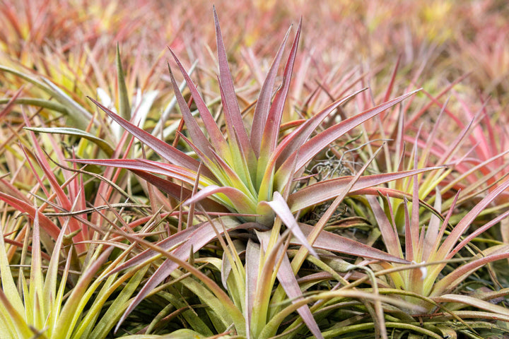 blushing tillandsia velutina air plants