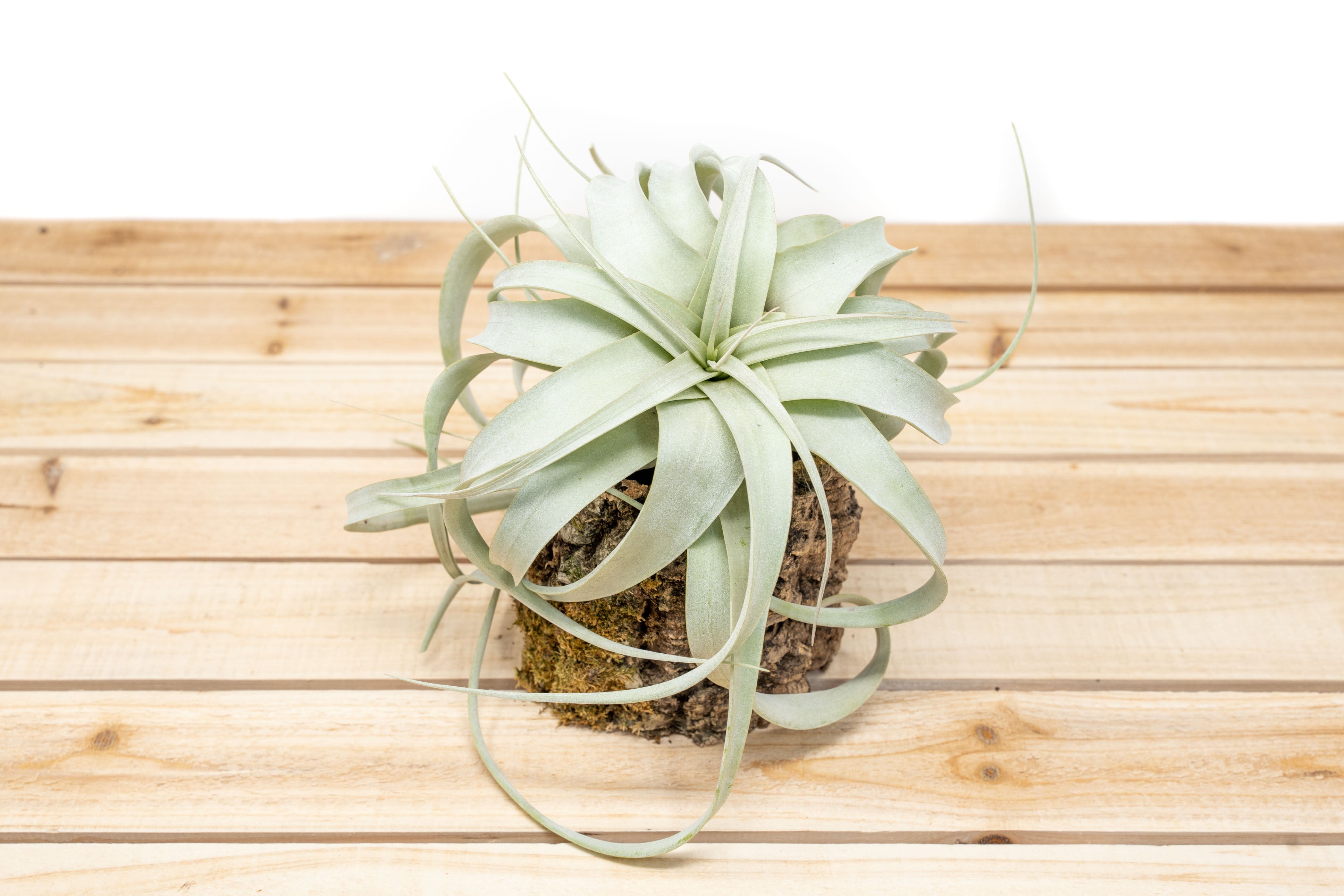Cork Bark Planter with Tillandsia Xerographica Air Plant Air Plant Shop