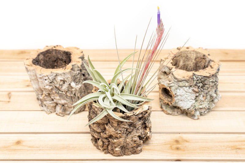 Natural Cork Bark Planters with Tillandsia Harrisii and Blooming Juncea Air Plants