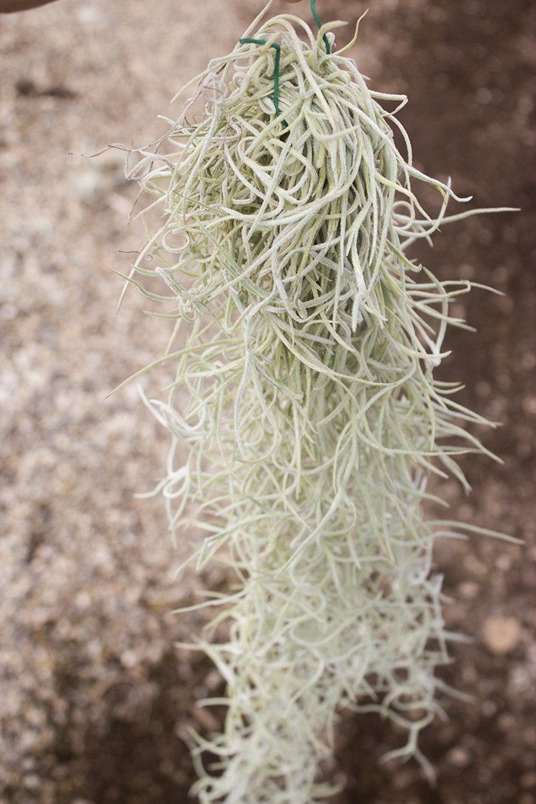 colombia thick spanish moss air plant