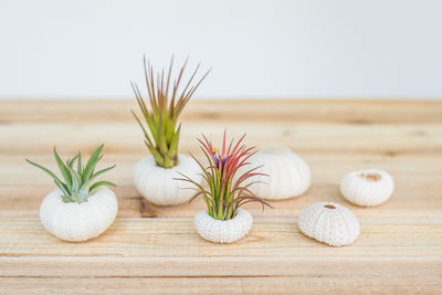 White Urchin Seashell with Tillandsia Air Plants