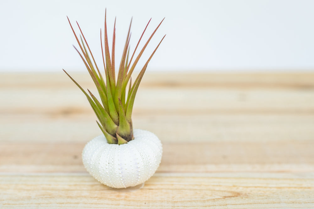 White Sea Urchin with Tillandsia Melanocrater Air Plant