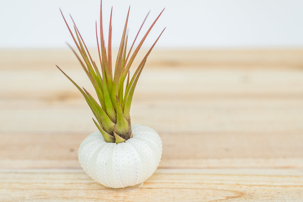 White Urchin Seashell with Tillandsia Air Plants
