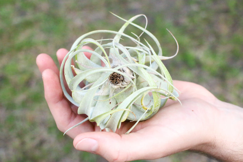 bottom view of seedling tillandsia xerographica air plant