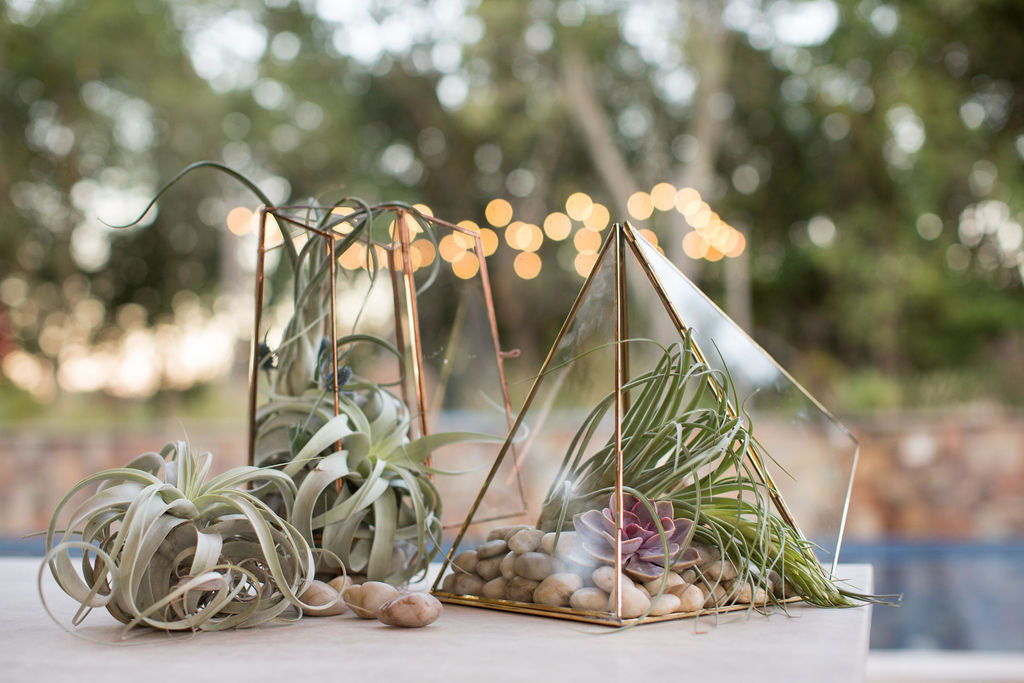 Tillandsia Air Plant terrarium centerpieces