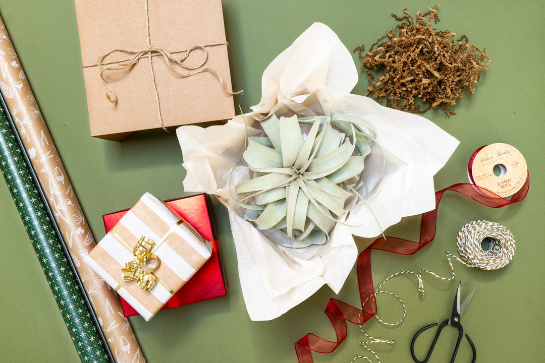 air plant tillandsia gift guide present holiday