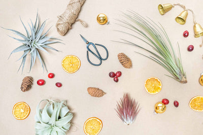 THE Holiday Gift Guide by Air Plant Shop