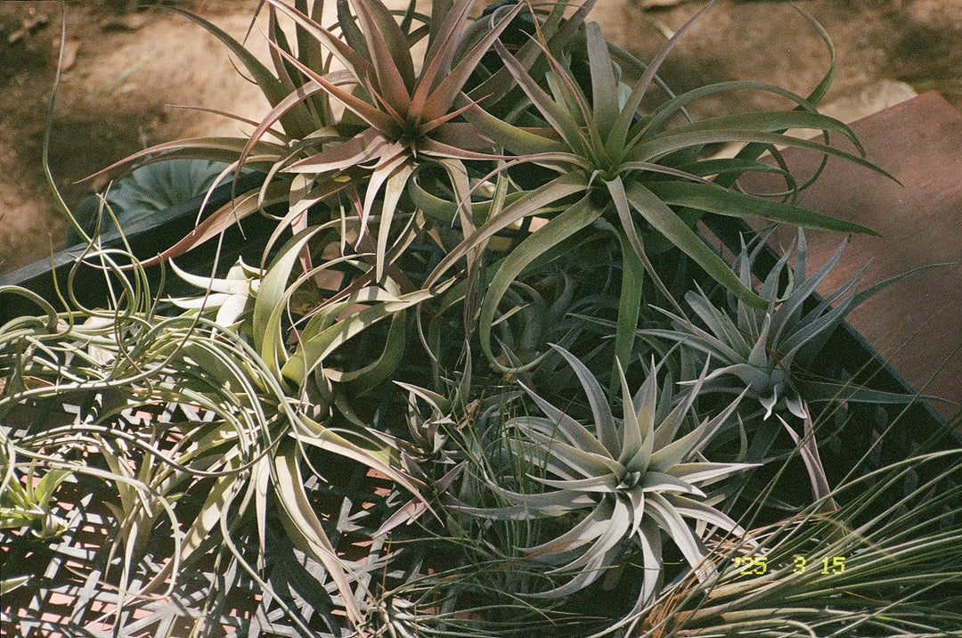 air plant tillandsia film photo story