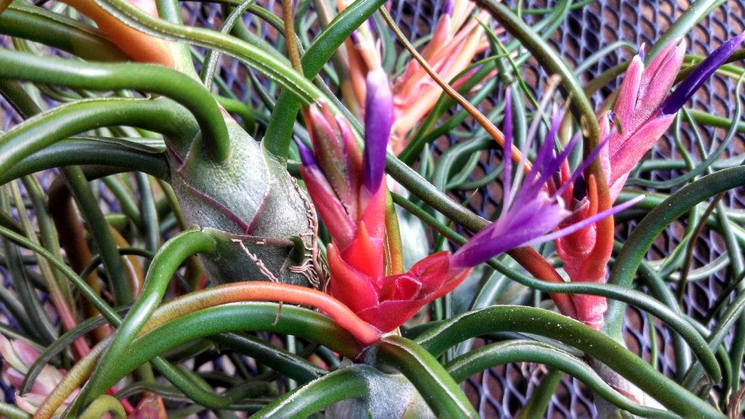 colorful blooms of tillandsia bulbosa belize air plants