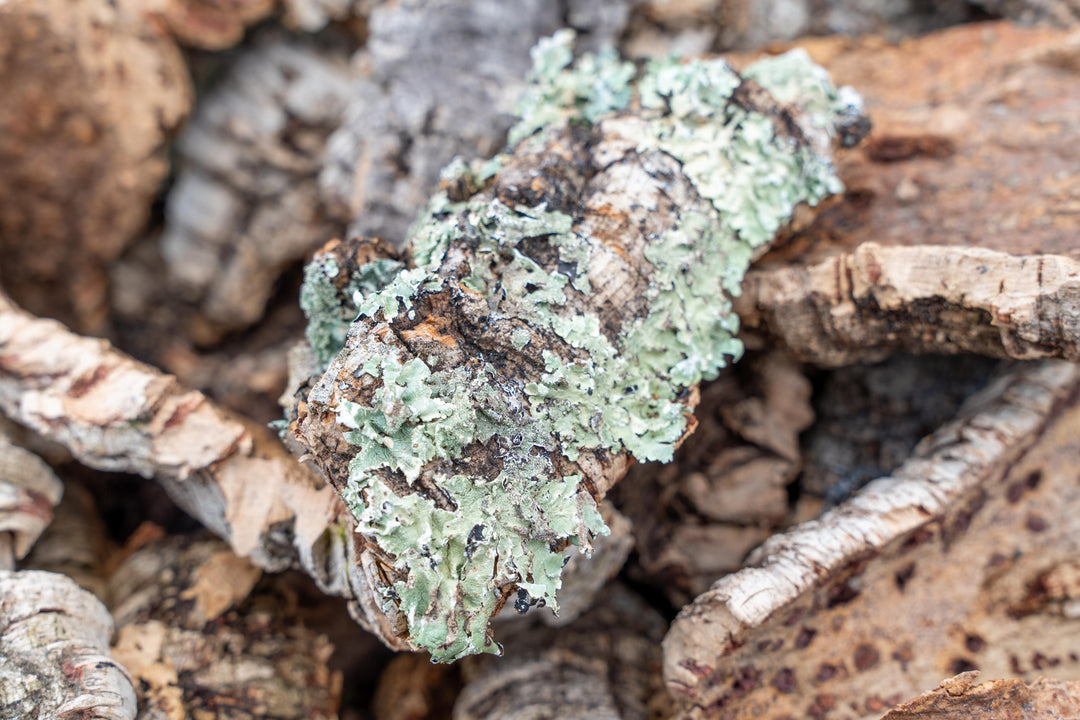 cork oak bark air plant tillandsia display
