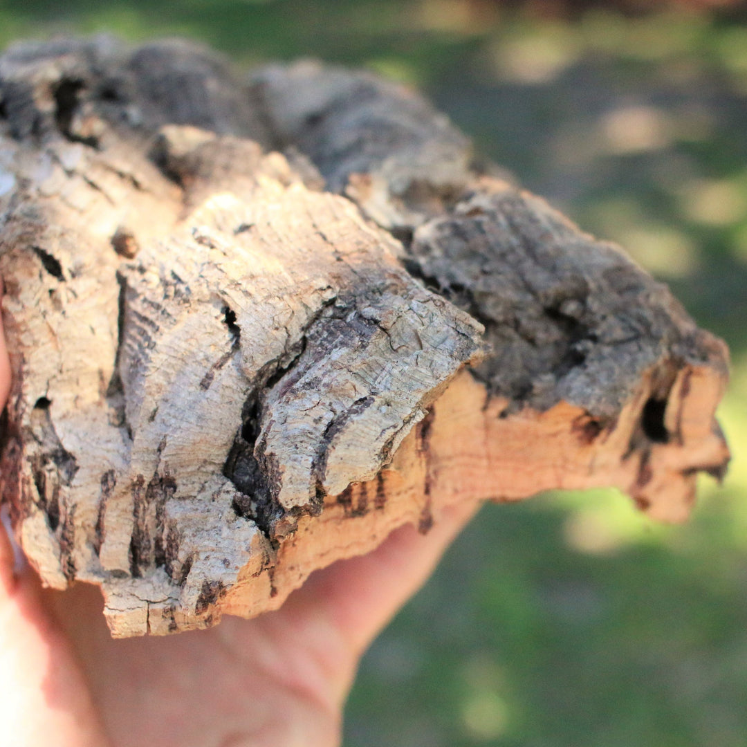 Cork Bark Care Guide: General Maintenance, Preparing Pet Habitats, and Watering Mounted Tillandsia