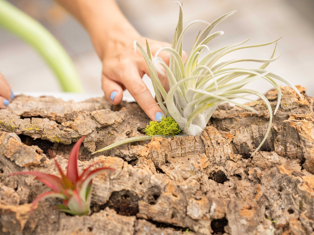 air plant tillandsia care diy cork bark design