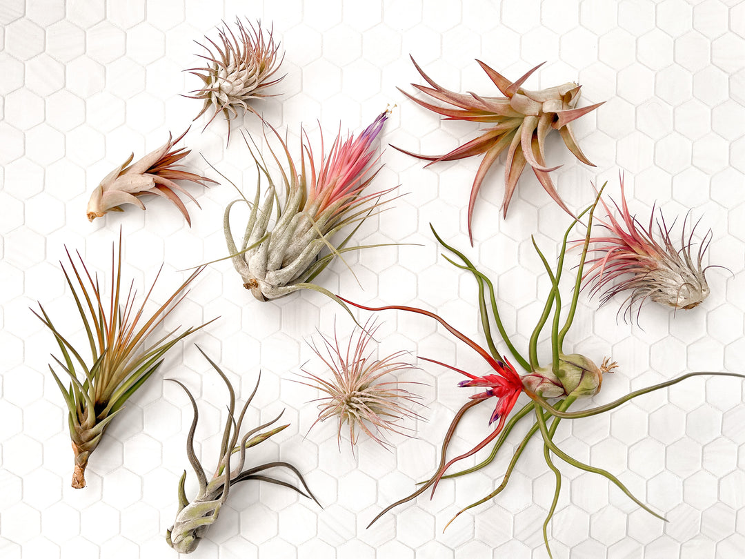 assorted tillandsia air plants in bloom