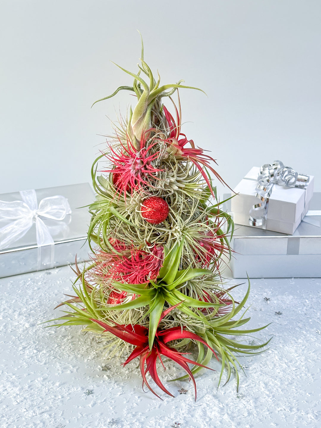 two tillandsia air plant christmas trees