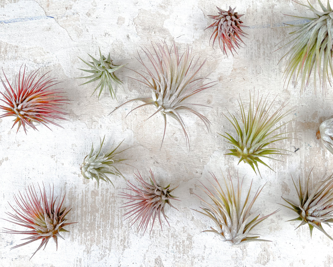 tillandsia ionantha air plants