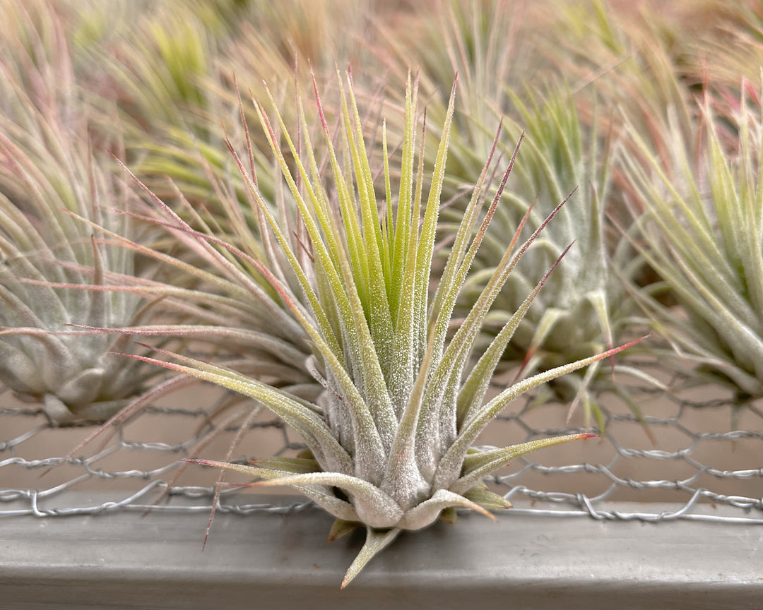 tillandsia ionantha guatemala air plant trichomes