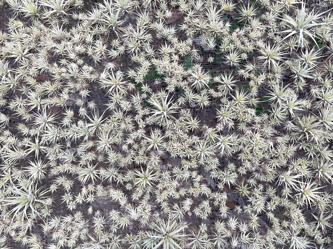 thousands of seedling tillandsia being propagated on a mesh screen