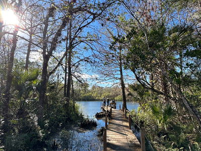 Tillandsia Safari: Fakahatchee Strand Preserve State Park, Florida
