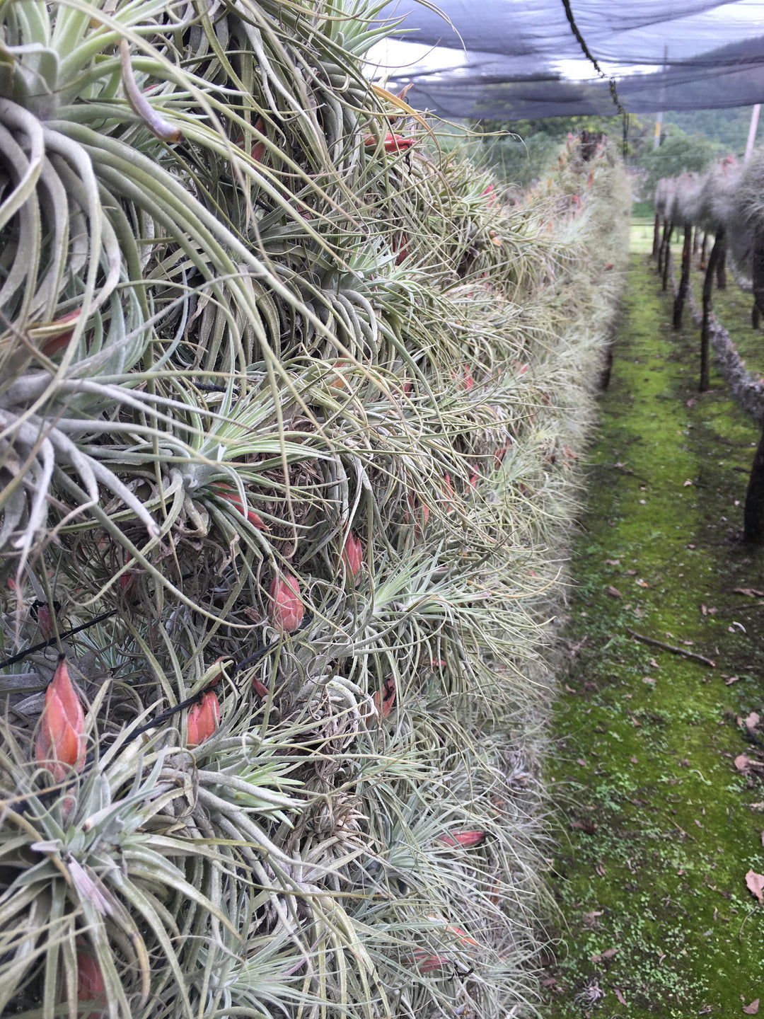 hundreds of blooming tillandsia stricta air plants hanging on lines at the farm