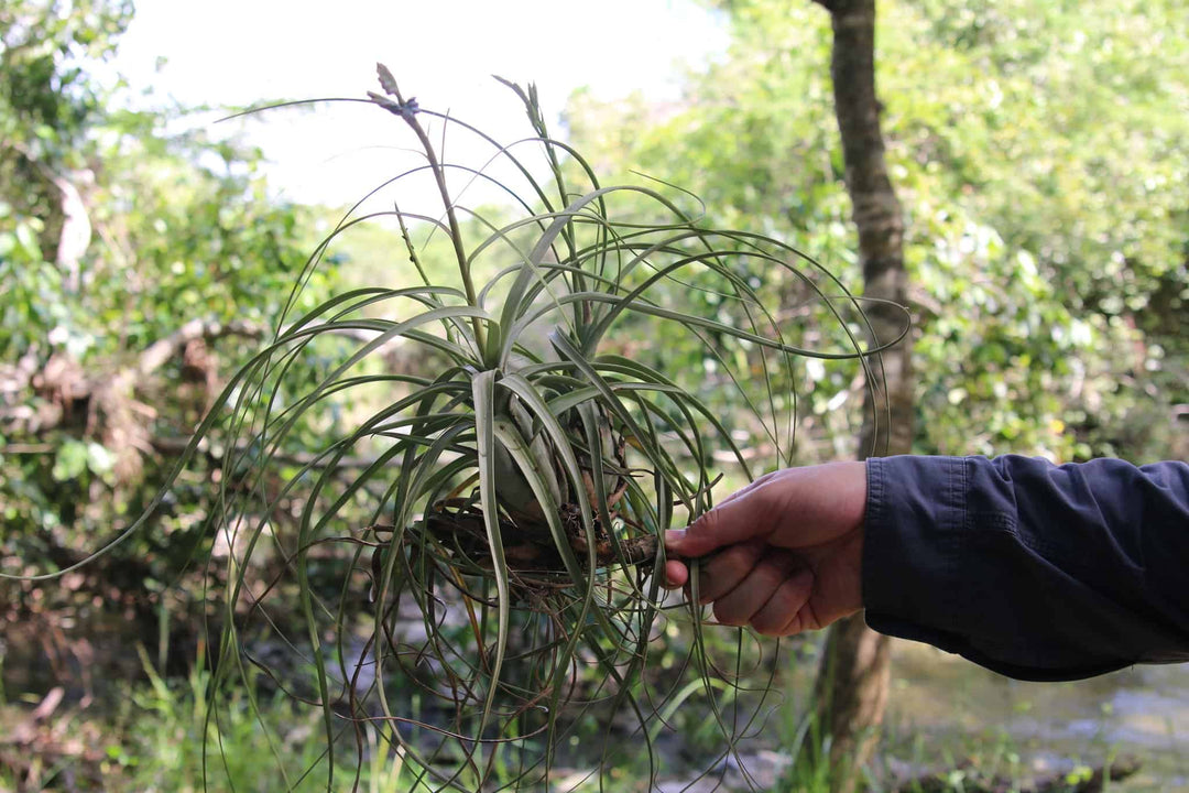 tillandsia air plants in the wild