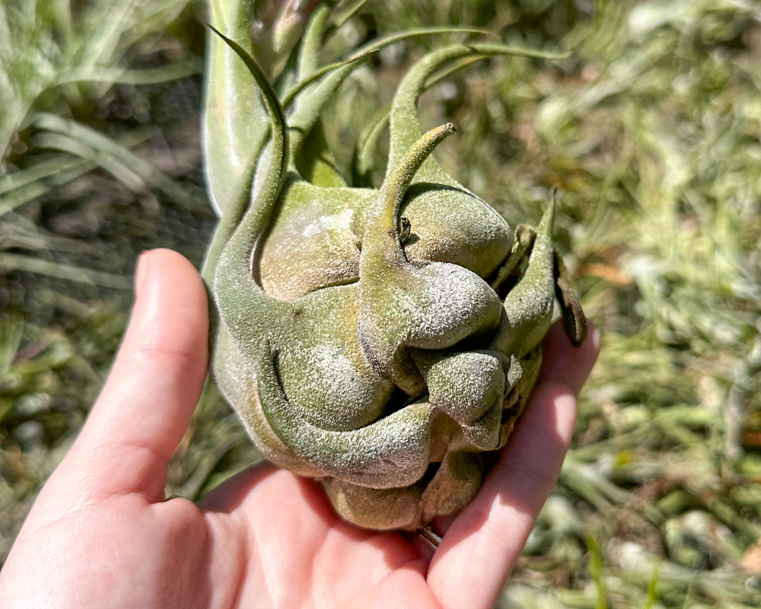 air plant tillandsia brown base natural