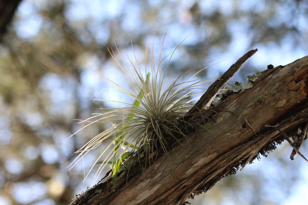 tillandsia air plant attached to a tree in the wild