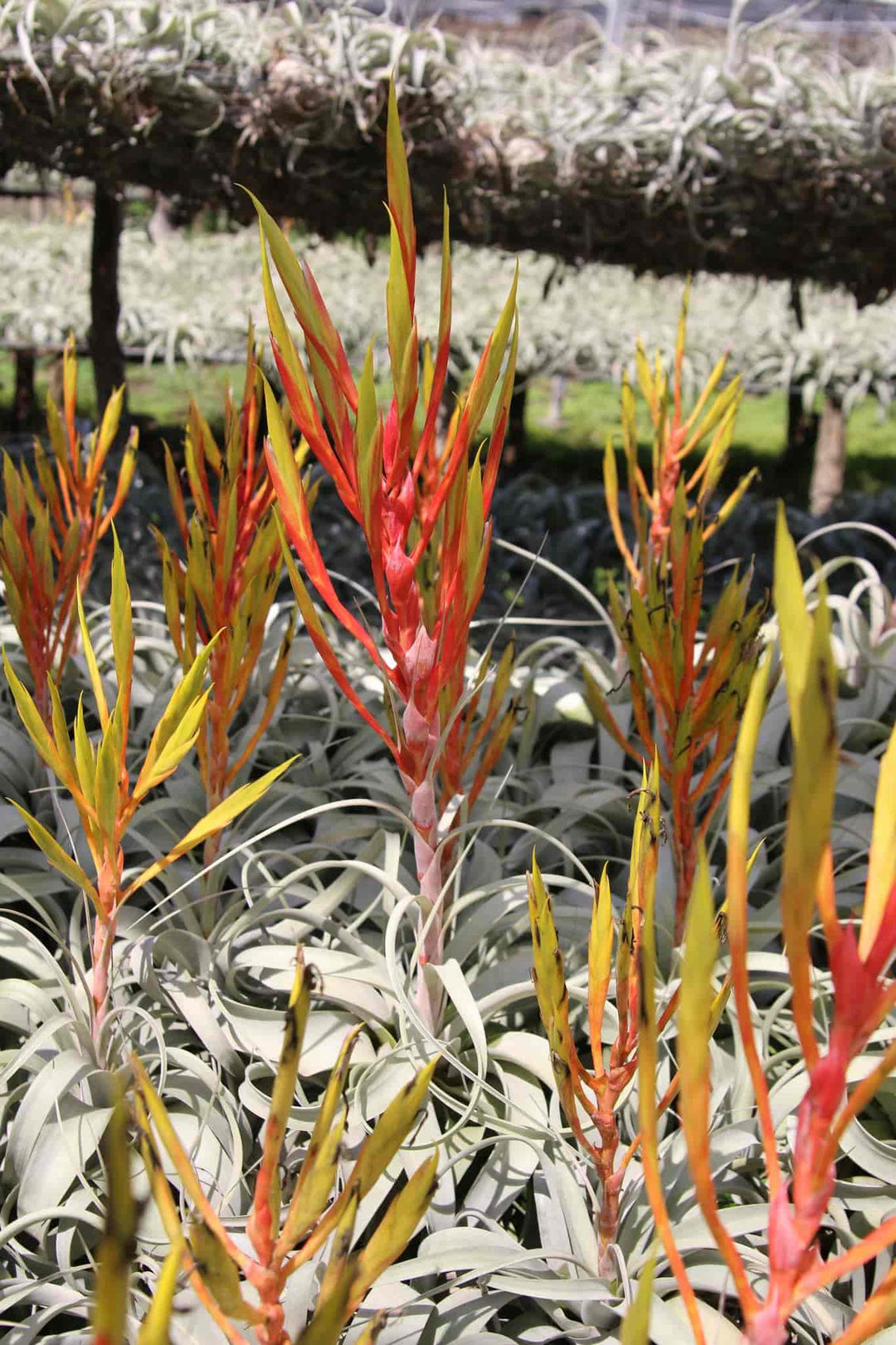 blooming tillandsia xerographica air plants