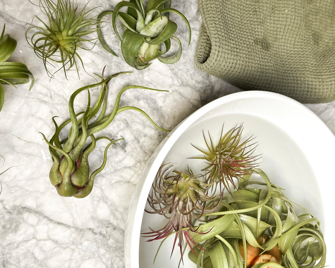 air plant tillandsia watering soaking