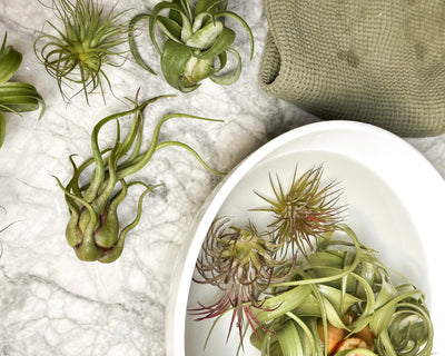 How To Water Your Air Plants