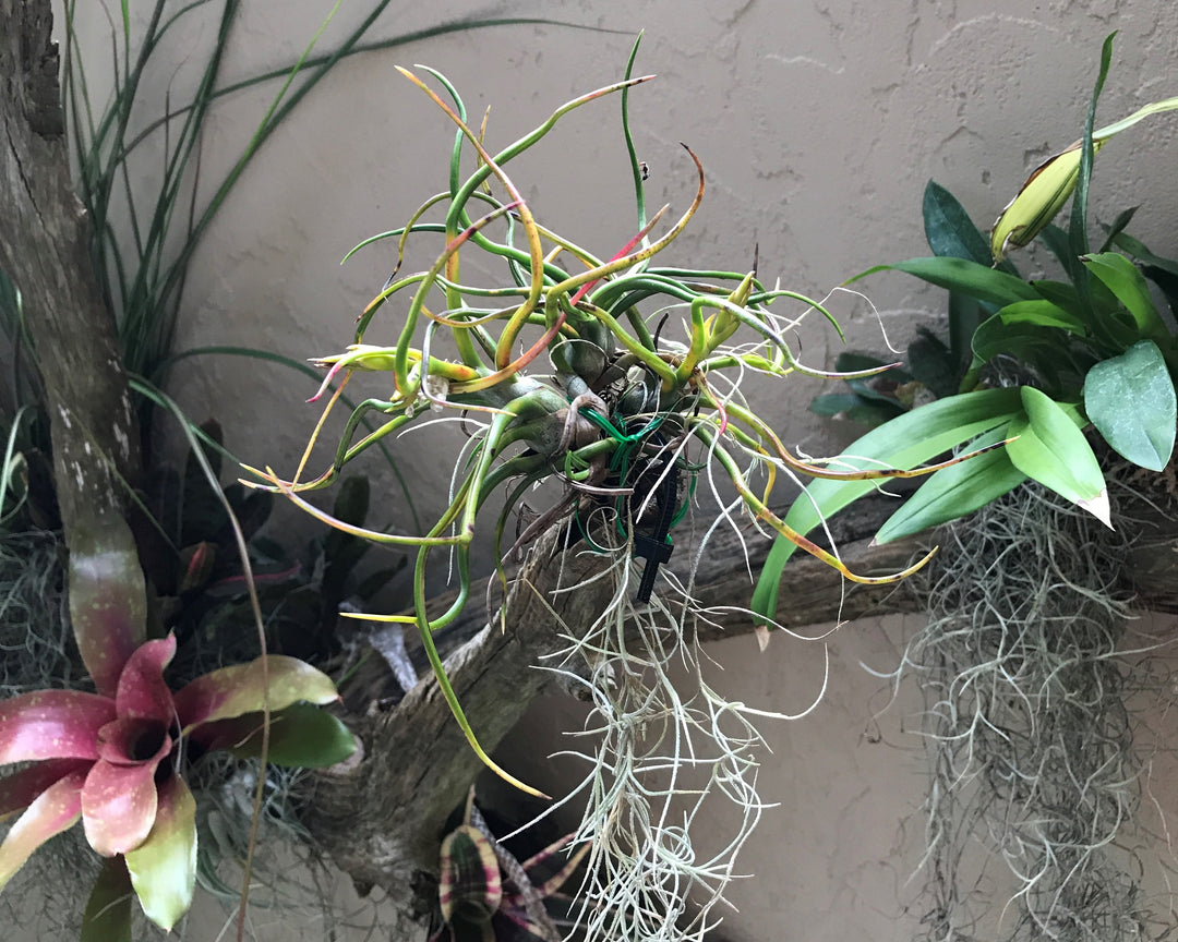 tillandsia bulbosa belize air plant clump