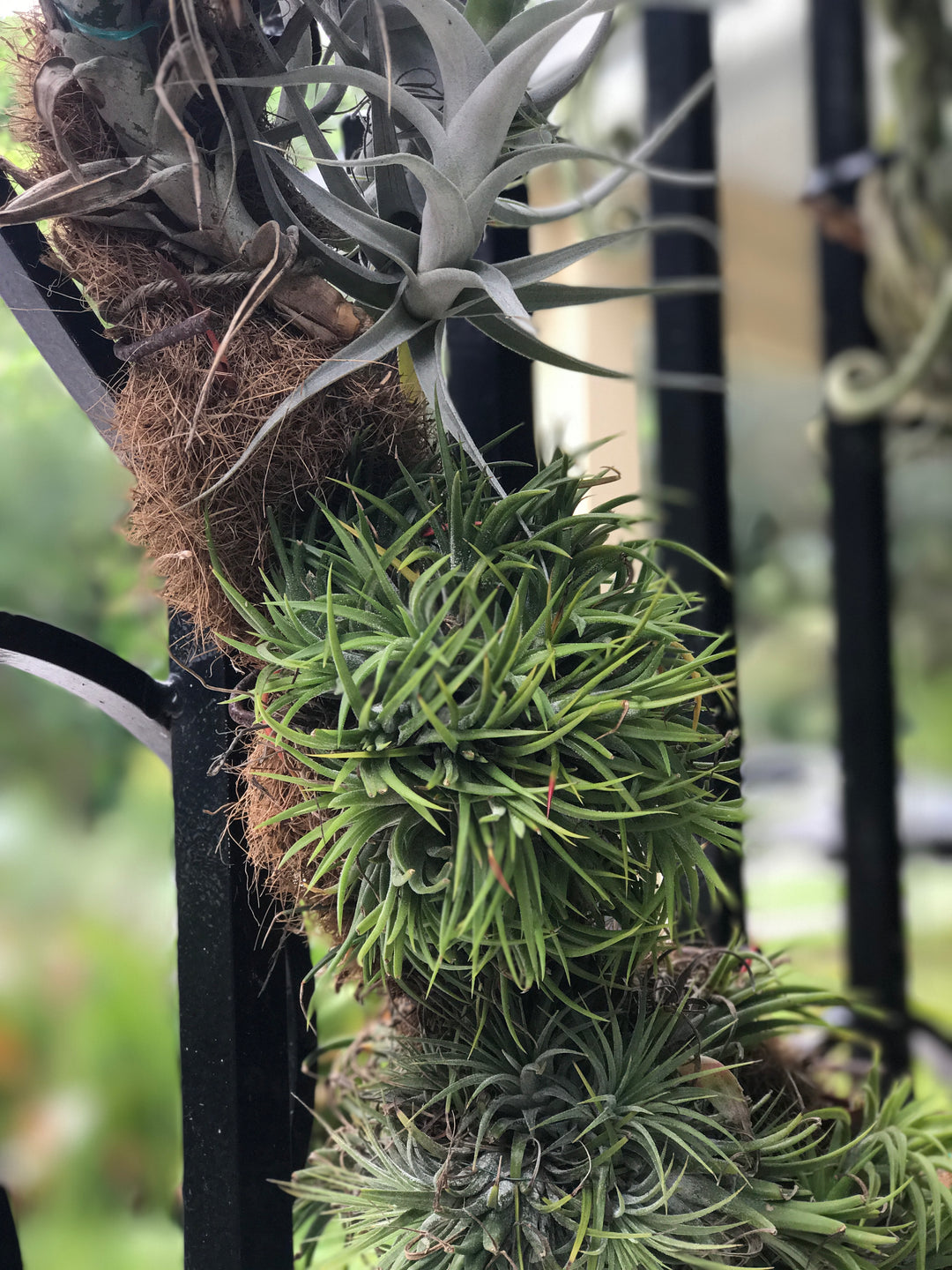 tillandsia air plants attatched to a tree