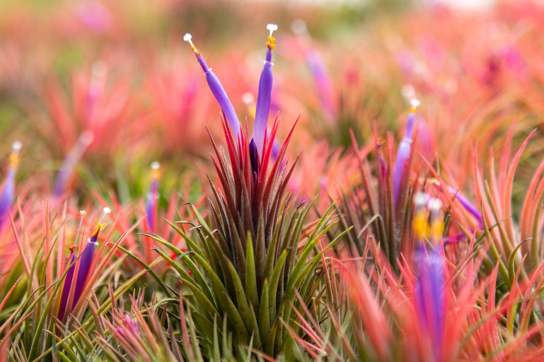 hundreds of blushing and blooming tillandsia ionantha air plants