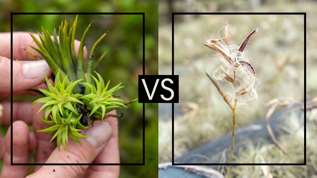 tillandsia ionantha air plant with pups and argentea thin with bloom seeds