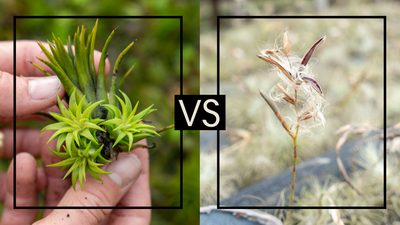 How Do Air Plants Multiply? A-Sexual vs. Sexual Reproduction