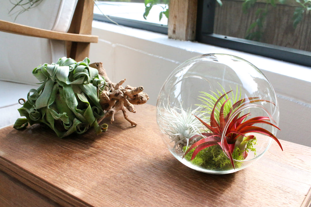 tillandsia air plant terrarium and wooden display